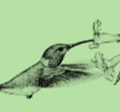 A drawing of a hummingbird flying next to leaves.